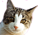 kittyface